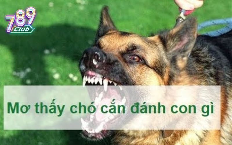 Các con số may mắn nên thử khi ngủ mơ chó cắn